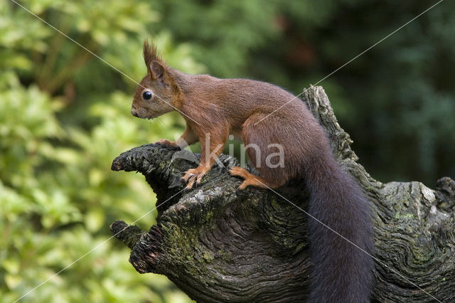 Eekhoorn (Sciurus vulgaris)