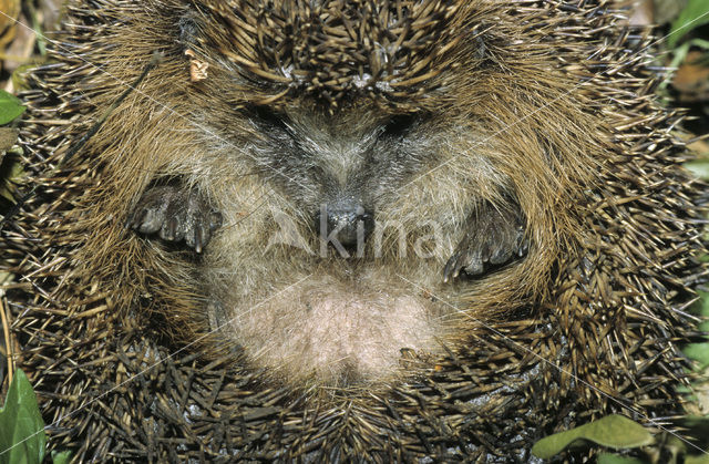 Egel (Erinaceus europaeus)