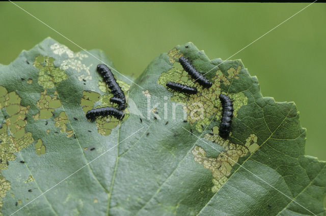 alder leaf beetle (Agelastica alni)