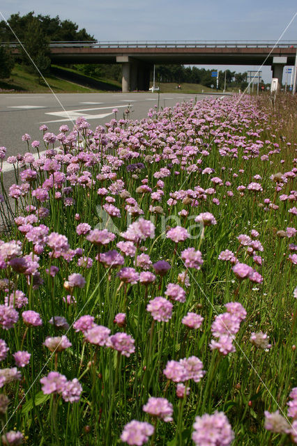 Engels gras (Armeria maritima)