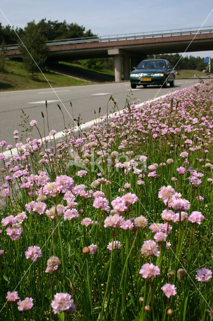 Engels gras (Armeria maritima)