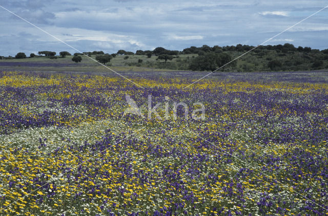 Extremadura