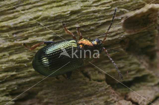 flea beetle (Crepidodera plutus)