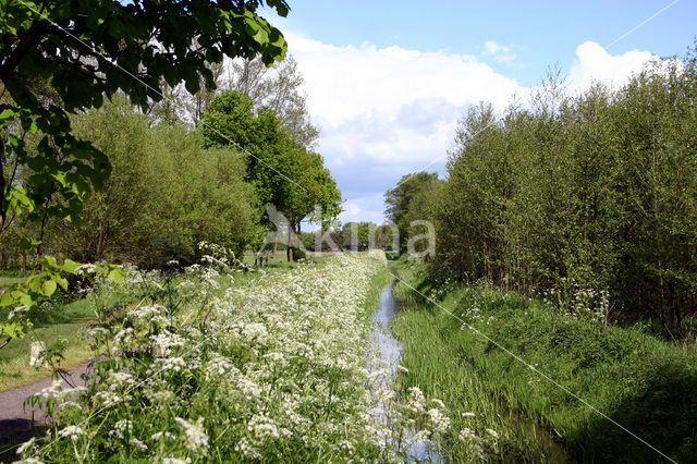 Fluitekruid (Anthriscus sylvestris)