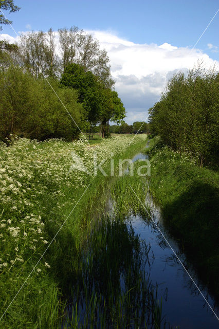 Fluitekruid (Anthriscus sylvestris)