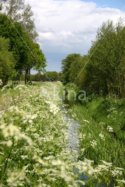 Fluitekruid (Anthriscus sylvestris)