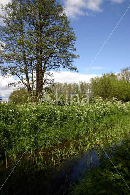 Fluitekruid (Anthriscus sylvestris)