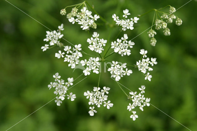 Fluitekruid (Anthriscus sylvestris)