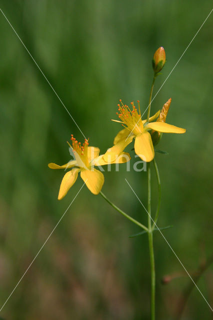 Fraai hertshooi (Hypericum pulchrum)