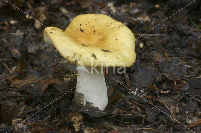 Geelwitte russula (Russula ochroleuca)