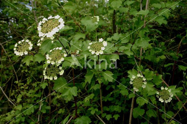 Gelderse roos (Viburnum opulus)