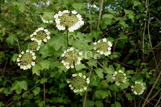 Gelderse roos (Viburnum opulus)