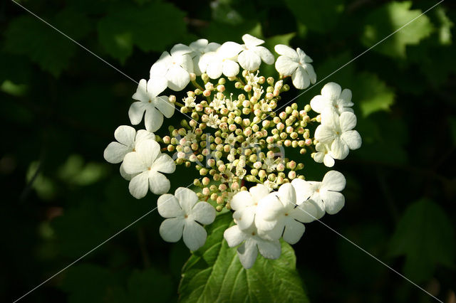 Gelderse roos (Viburnum opulus)