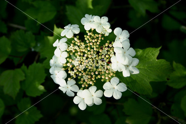 Gelderse roos (Viburnum opulus)