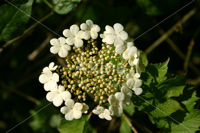 Gelderse roos (Viburnum opulus)