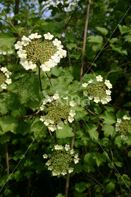 Gelderse roos (Viburnum opulus)