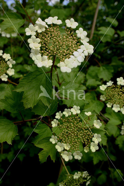 Gelderse roos (Viburnum opulus)