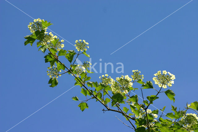 Gelderse roos (Viburnum opulus)