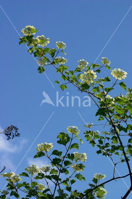 Gelderse roos (Viburnum opulus)