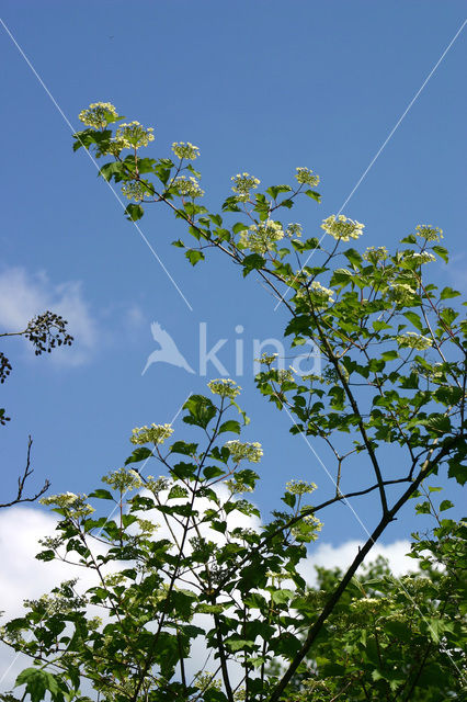 Gelderse roos (Viburnum opulus)