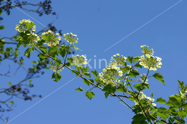 Gelderse roos (Viburnum opulus)