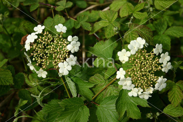 Gelderse roos (Viburnum opulus)