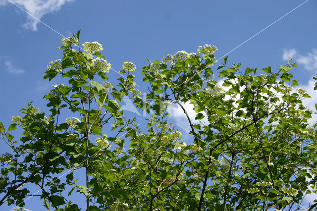 Gelderse roos (Viburnum opulus)