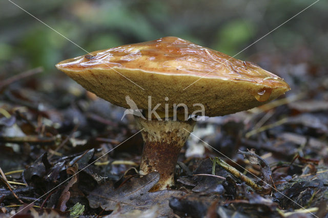 Gele ringboleet (Suillus grevillei)