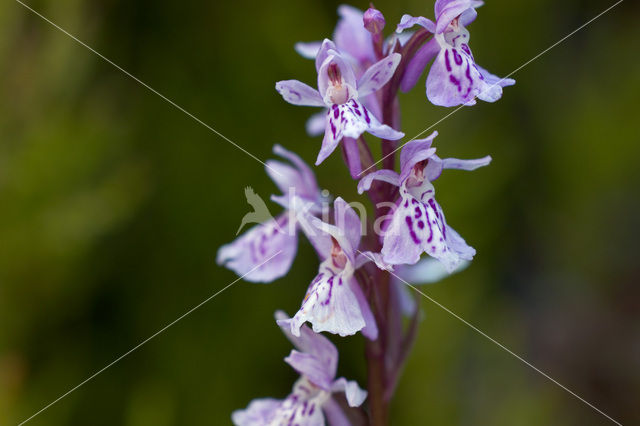 Gevlekte orchis (Dactylorhiza maculata)