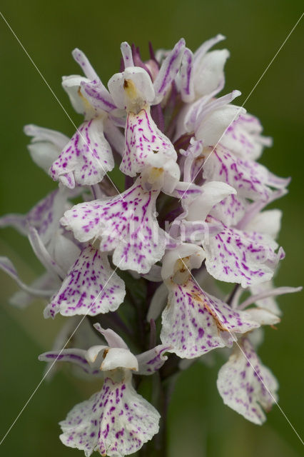 Gevlekte orchis (Dactylorhiza maculata)