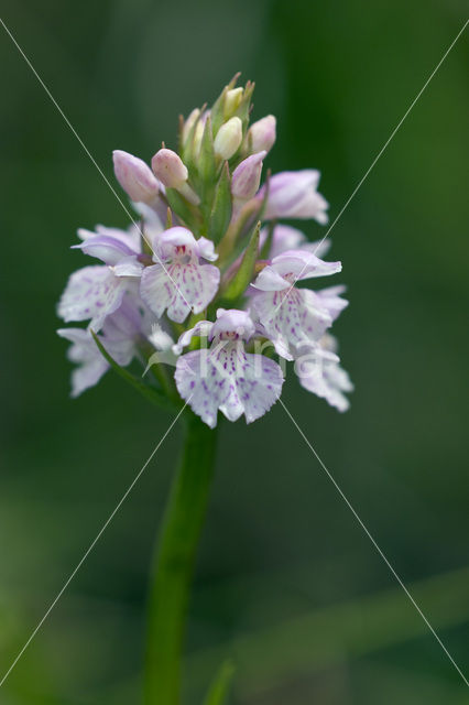 Gevlekte orchis (Dactylorhiza maculata)