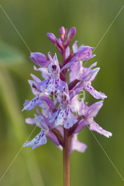 Gevlekte orchis (Dactylorhiza maculata)