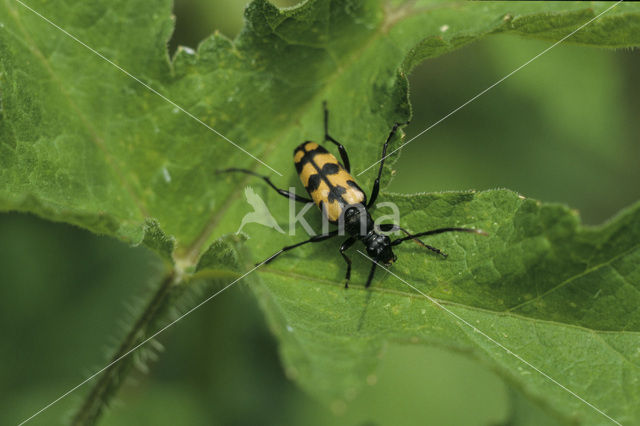 Gevlekte Smalbok (Leptura maculata)