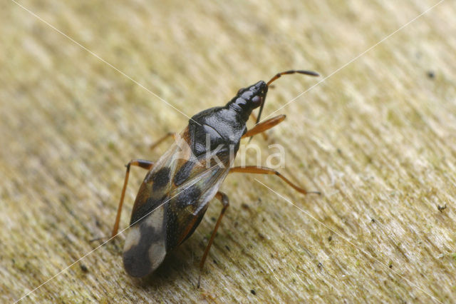 Gewone bloemwants (Anthocoris nemorum)