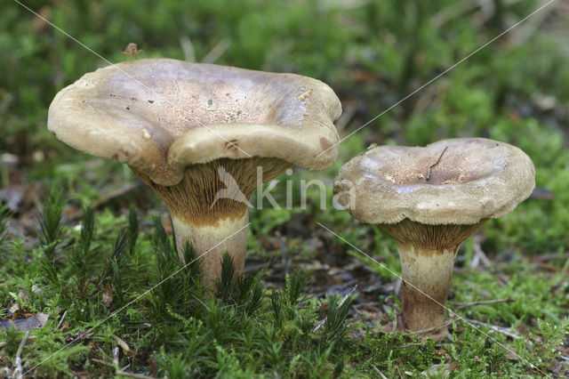 Gewone krulzoom (Paxillus involutus)