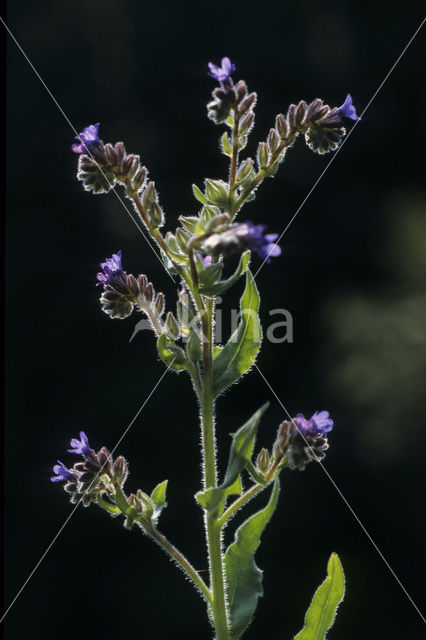 Alkanet (Anchusa officinalis)