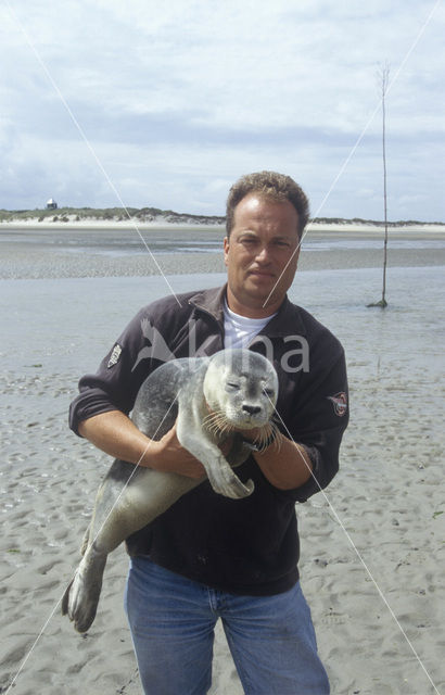 Gewone zeehond (Phoca vitulina)