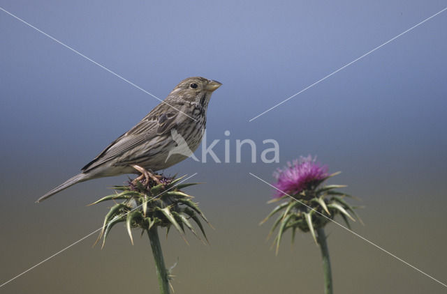 Grauwe Gors (Miliaria calandra)