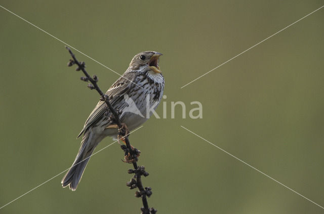 Grauwe Gors (Miliaria calandra)