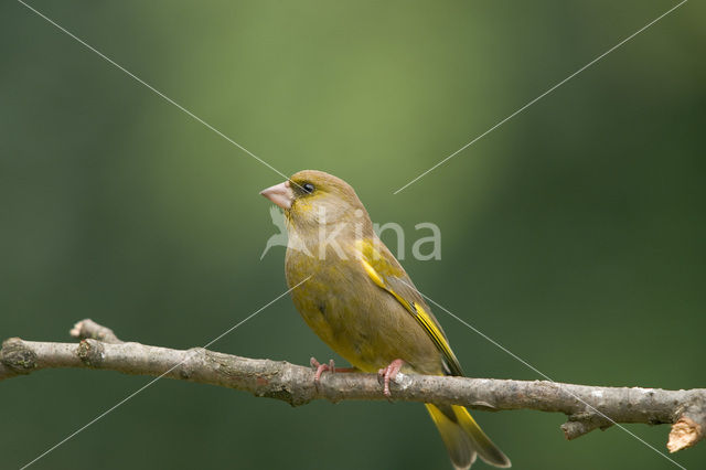 Groenling (Carduelis chloris)