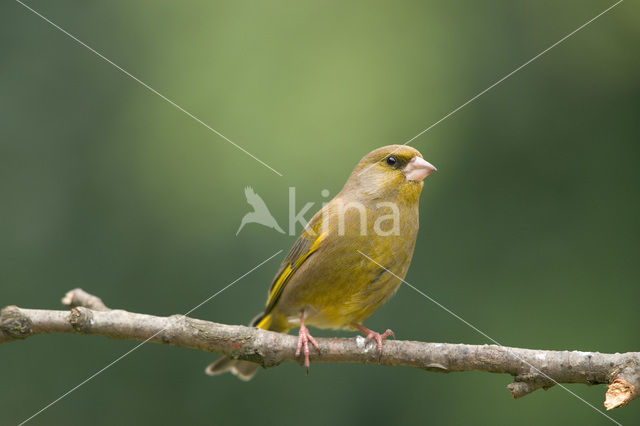 Groenling (Carduelis chloris)