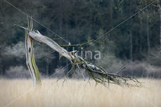 Grote Bonte Specht (Dendrocopos major)