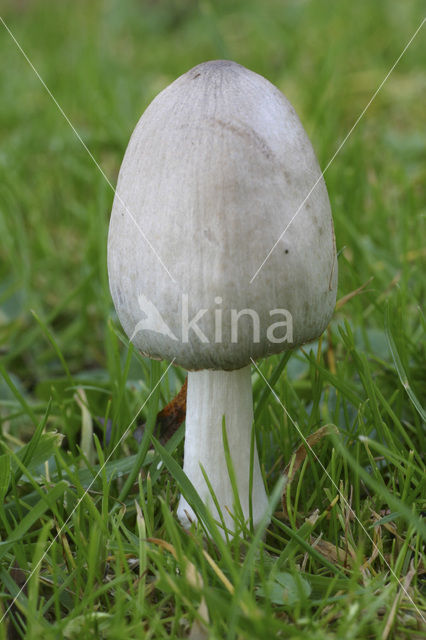 Grote kale inktzwam (Coprinus atramentarius)