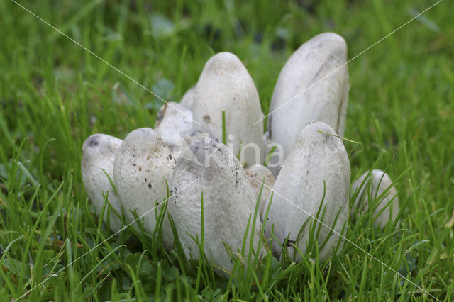 Grote kale inktzwam (Coprinus atramentarius)