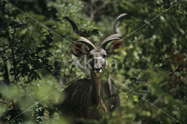 Grote koedoe (Tragelaphus strepsiceros)