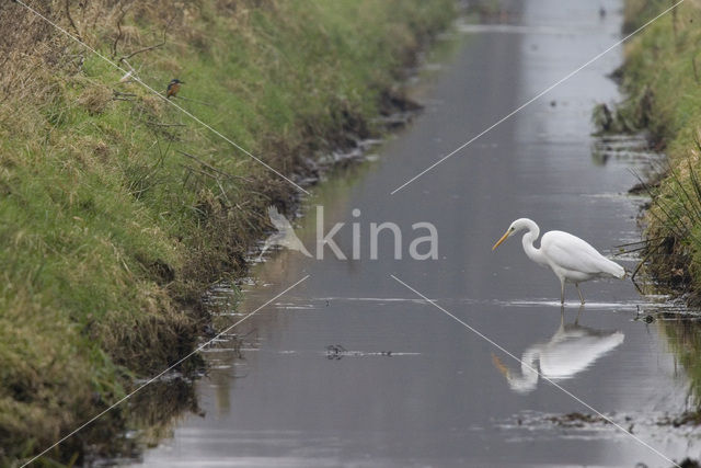 Grote zilverreiger (Casmerodius albus)