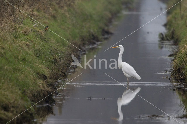 Great White Egret