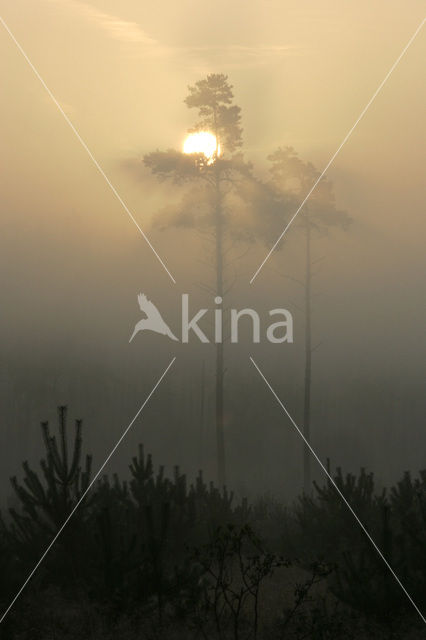 Grove den (Pinus sylvestris)