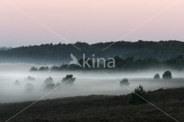 Grove den (Pinus sylvestris)