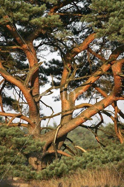 Grove den (Pinus sylvestris)